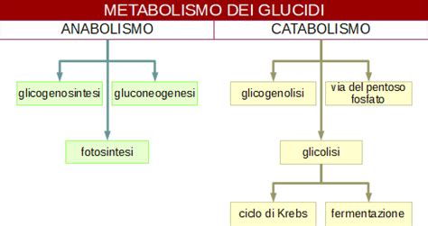 Metabolismo Delle Biomolecole G M P E