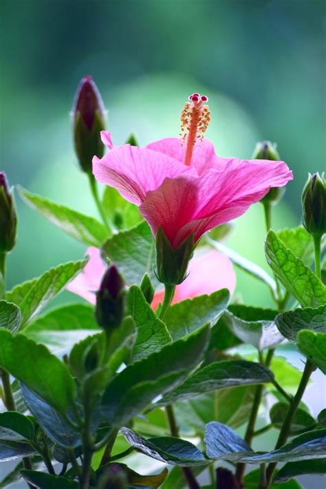 hibiscus   stock photo public domain pictures