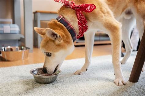 Cachorro Pode Tomar Ch Descubra Se Esse Tipo De Bebida Liberada E