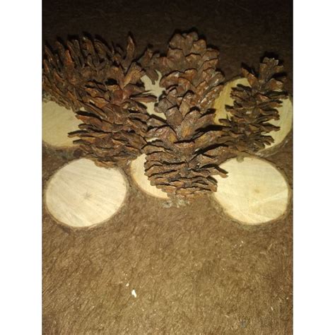 Jual Pine Cone Mainan Gigit Hamster Dekorasi Kandang Biji Pinus Kering