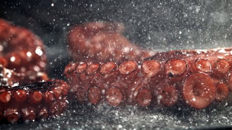 frito pulpo tentáculos en un fritura pan con un chapoteo de aceite