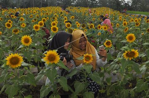 Wisata Kebun Bunga Matahari Antara Foto