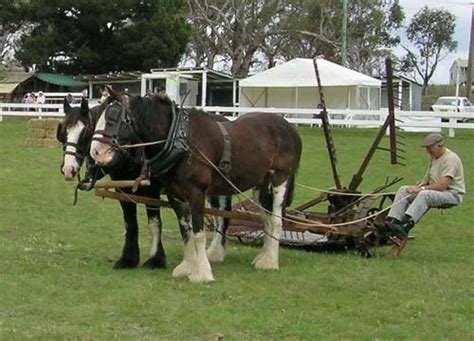 Australian Draught horse - Alchetron, the free social encyclopedia