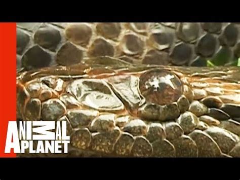 Anaconda Engulfs Man's Hand | World's Scariest Animal Attacks - YouTube