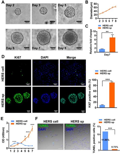 Hers Spheroids Expanded Steadily And Contributed To Cell Proliferation Download Scientific