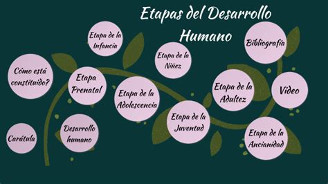 Etapas Del Desarrollo Humano Psicolog A Evolutiva By Roxanna Alegre