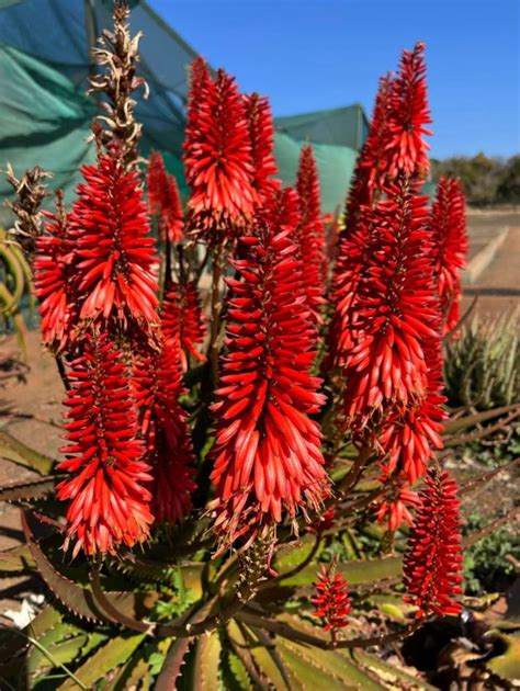 Aloe Mr Bean 15l Cnd Nursery