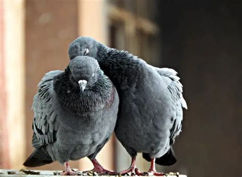 Mycoplasmosis in Pigeons: Symptoms, Diagnosis I TheBirdPedia