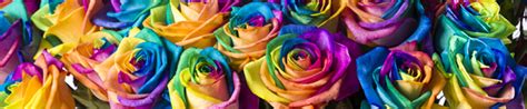 Regenbogen Rosen Rosenversand Surprose De