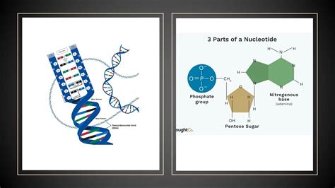 Structures And Functions Of Nucleic Acids Youtube