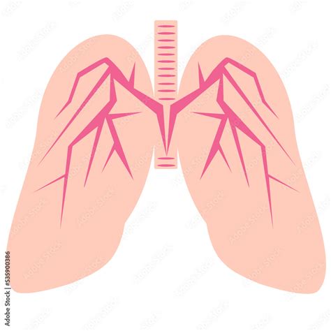 Vector Illustration Of Healthy Lungs The Structure Of The Lungs Veins