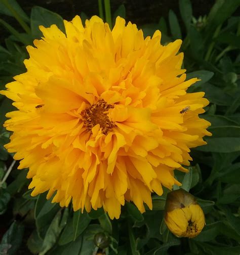 Coreopsis Early Sunrise Bare Rooted – Trigg Plants