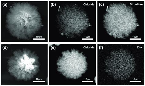 A Sem Photomicrograph Of Chx Srcl 2 Particle B Eds Mapping Of Download Scientific Diagram