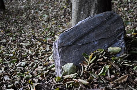 Images Gratuites Arbre La Nature For T Herbe Roche Bois Feuille