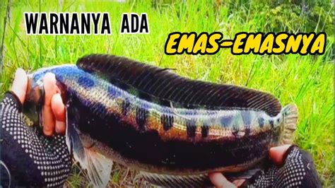 Sambaran Dahsyat Ikan Toman Kalimantan Casting Toman Pakai Jump Frog