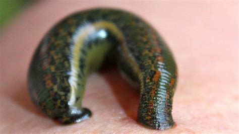 The 6 Most Leech-Infested Lakes In The United States - Animals Around ...