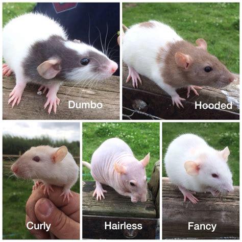 Fancy Rat Pet Store at Lloyd Sutton blog