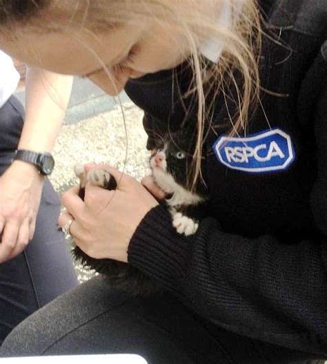 Kitten Found Trapped In Dark Narrow Gap Cuddles Rescuer For Comfort