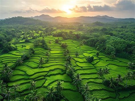 Premium Photo Paddy Field Arial Photograph Natural Green Top View