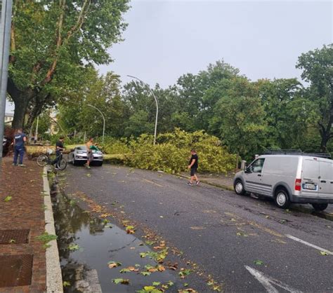 Vigevano il maltempo colpisce la città alberi sulle strade danni