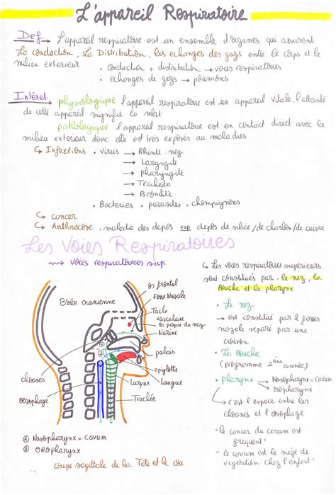 Solution Lappareil Respiratoire Studypool