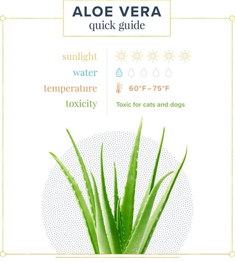 Aloe Vera Plant Care Guide Growing Info Tips Proflowers Blog