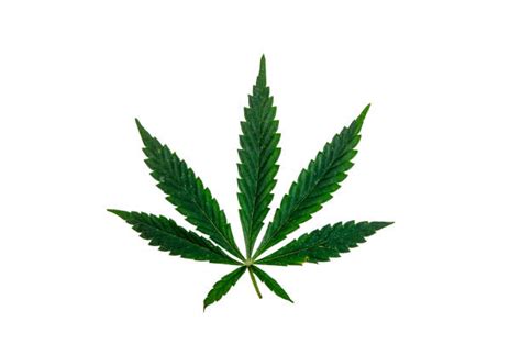 Royalty Free Dagga Pictures, Images and Stock Photos - iStock