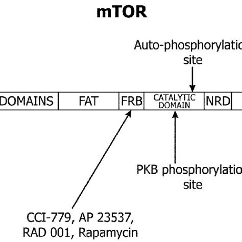 The Structure Of Mammalian Target Of Rapamycin Mtor The First