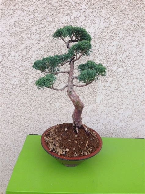 Juniperus Chinensis Les Chuhin Et Autres Grands Bonsa Parlonsbonsai