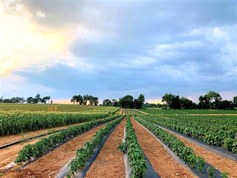 Harvest Schedule | Oak Grove Farms, Inc