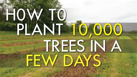 How To Plant 10000 Trees Youtube