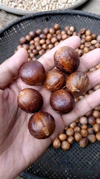 Jual Buah Pala Tua Kering Atau Biji Pala Kering Gr Di Lapak