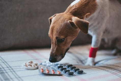 Arthritis In Dogs - Symptoms Of Arthritis In Dogs