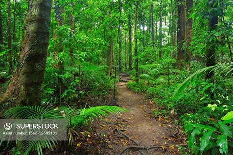 Rainforest Walk Daintree Rainforest Mossman Gorge Mossman