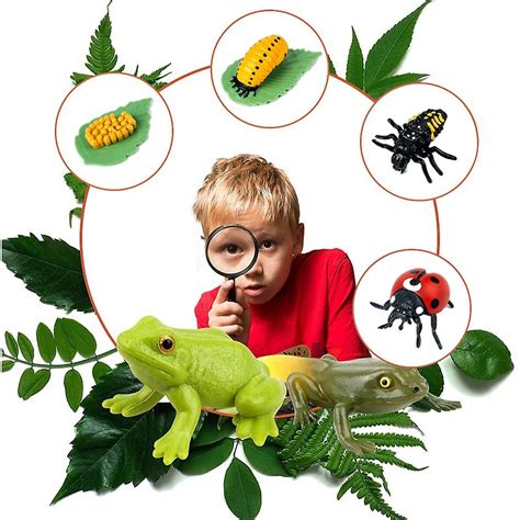 Insects Life Cycle Kit Stages Of Insect With Wooden Tray Educational ...