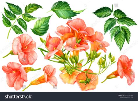 Campsis Flower Pattern Images Stock Photos Vectors Shutterstock