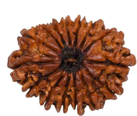 Buy Maa Shakti Gems Mukhi Rudraksha Natural From Nepal With Silver