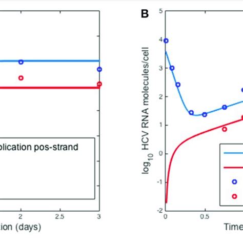 | HCV RNA replication. Circles represent experimental data from Binder ...