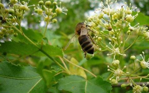 蜜源植物是什么意思？ 蜜源植物 酷蜜蜂