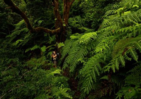 A Man Standing In The Middle Of A Lush Green Forest Filled With Trees