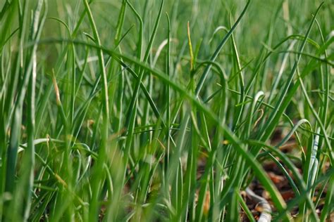 Is Onion Grass Bad For Dogs A Quick And Useful Guide Dogcarelife