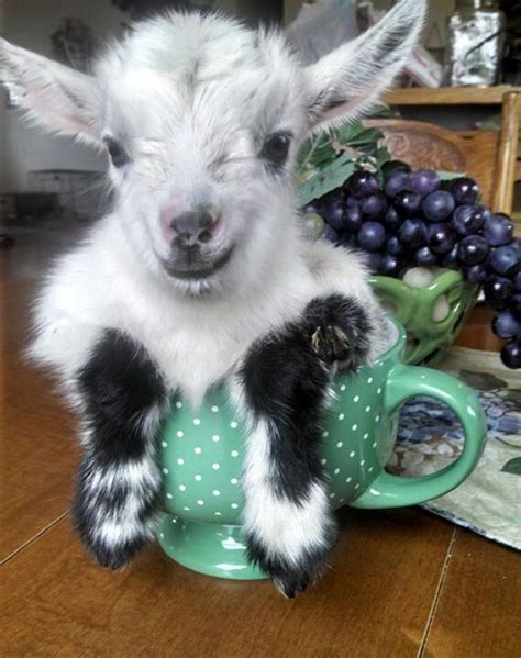 1000+ images about Milk Goats on Pinterest