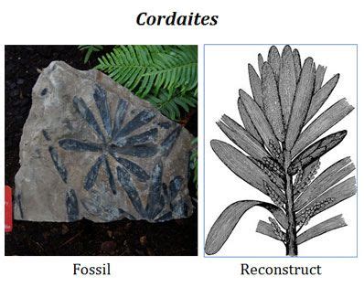 Cordaites characteristics | Gymnosperm, Plant life, Plant leaves