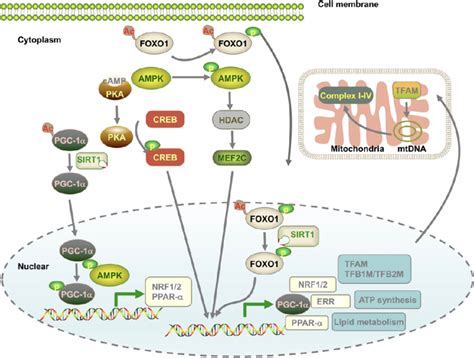 Mechanisms that contribute to mitochondrial biogenesis. Mitochondrial ...