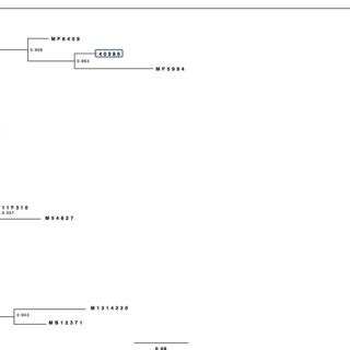 Maximum Likelihood Phylogenetic Tree Of Salmonella Dublin Strains Based