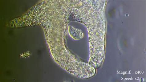 Amoeba eating Paramecium. Both are single-celled organism and are ...