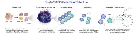 Getting Started Guide Single Cell 3D Genomics Arima Genomics