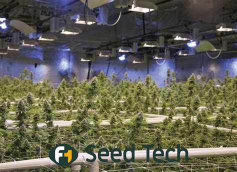 Cannabis Academy F Seedtech