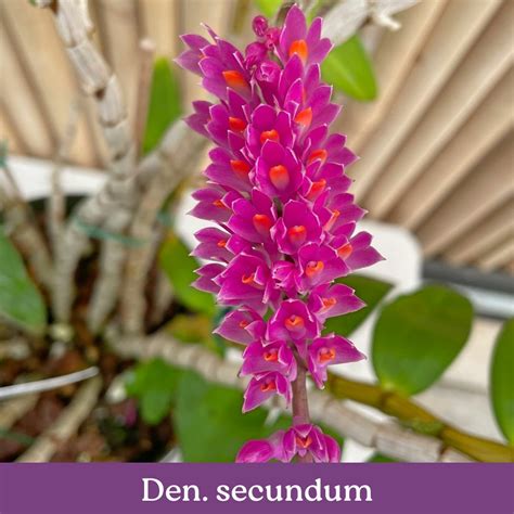 Dendrobium Care Sheets