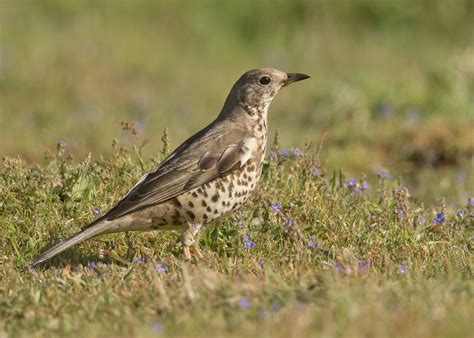 Mistle Thrush Turdus Viscivorus Photo Call And Song